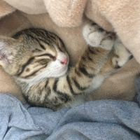 Tekir Kedi, Kedi  minik fotoğrafı