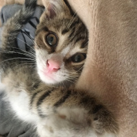 Tekir Kedi, Kedi  minik fotoğrafı