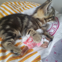 Tekir Kedi, Kedi  Mia fotoğrafı