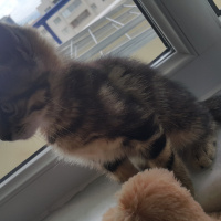 Tekir Kedi, Kedi  Mia fotoğrafı