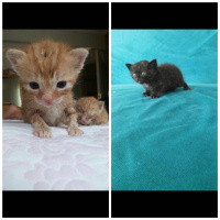 Tekir Kedi, Kedi  3 haftalik 3 tane kedii isimsiz suan fotoğrafı