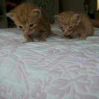 Tekir Kedi, Kedi  3 haftalik 3 tane kedii isimsiz suan fotoğrafı