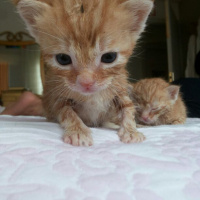 Tekir Kedi, Kedi  3 haftalik 3 tane kedii isimsiz suan fotoğrafı