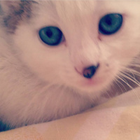 Tekir Kedi, Kedi  Misha fotoğrafı
