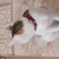 Tekir Kedi, Kedi  Misha fotoğrafı