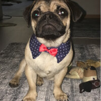 Pug, Köpek  Leia fotoğrafı