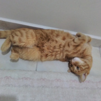 Tekir Kedi, Kedi  Ankara fotoğrafı