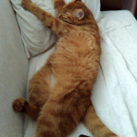 Tekir Kedi, Kedi  Ankara fotoğrafı