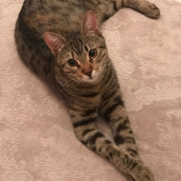 Tekir Kedi, Kedi  Şanslı fotoğrafı