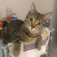 Tekir Kedi, Kedi  Şanslı fotoğrafı