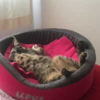 Tekir Kedi, Kedi  Şanslı fotoğrafı