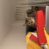 Tekir Kedi, Kedi  Şanslı fotoğrafı