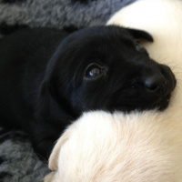 Sokö (Sokak Köpeği), Köpek  Gece fotoğrafı