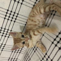 Tekir Kedi, Kedi  Tekir fotoğrafı