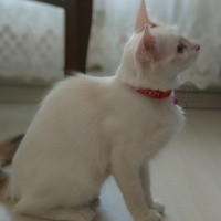 Ankara Kedisi, Kedi  Pamuk fotoğrafı