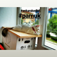 Ankara Kedisi, Kedi  Pamuk fotoğrafı