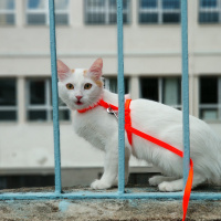 Ankara Kedisi, Kedi  Pamuk fotoğrafı
