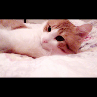 Tekir Kedi, Kedi  Gırpık fotoğrafı