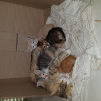 Tekir Kedi, Kedi  Minnoş fotoğrafı