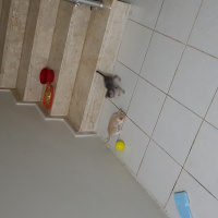 Tekir Kedi, Kedi  Minnoş fotoğrafı