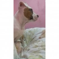 Amerikan Pitbull Terrier, Köpek  Cesi fotoğrafı
