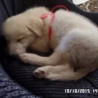 Golden Retriever, Köpek  ares fotoğrafı