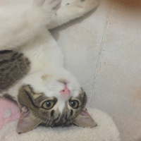 Tekir Kedi, Kedi  Baileys fotoğrafı