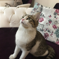 Tekir Kedi, Kedi  Baileys fotoğrafı