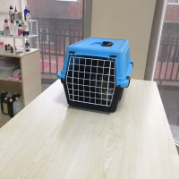 Tekir Kedi, Kedi  Baileys fotoğrafı