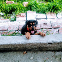 Rottweiler, Köpek  Pascal fotoğrafı