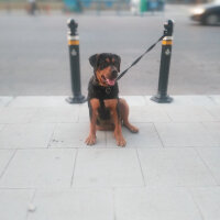 Rottweiler, Köpek  Pascal fotoğrafı