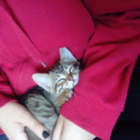 Tekir Kedi, Kedi  Paşa fotoğrafı