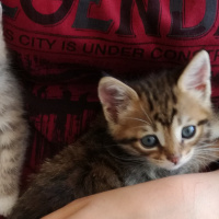 Tekir Kedi, Kedi  Paşa fotoğrafı