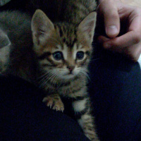 Tekir Kedi, Kedi  Paşa fotoğrafı