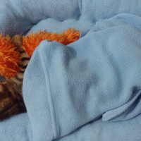 Tekir Kedi, Kedi  Paşa fotoğrafı
