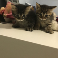Norwegian Forest, Kedi  walnut fotoğrafı