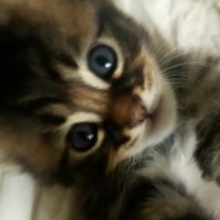 Norwegian Forest, Kedi  walnut fotoğrafı