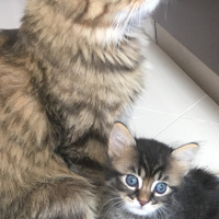 Norwegian Forest, Kedi  walnut fotoğrafı