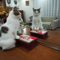 Ankara Kedisi, Kedi  Badem fotoğrafı