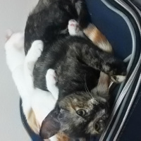 Tekir Kedi, Kedi  Agrîn fotoğrafı
