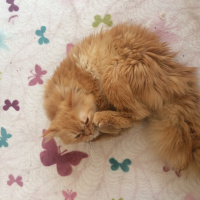 Chinchilla, Kedi  Pamuk fotoğrafı