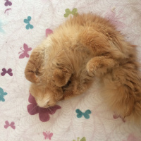 Chinchilla, Kedi  Pamuk fotoğrafı