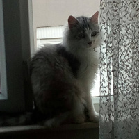 Sibirya Kedisi, Kedi  Mars fotoğrafı