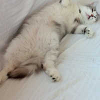 Sibirya Kedisi, Kedi  Mars fotoğrafı