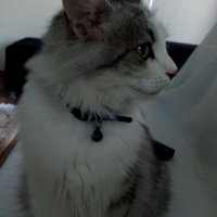 Sibirya Kedisi, Kedi  Mars fotoğrafı