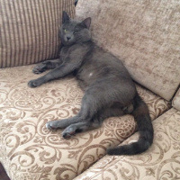 Mavi Rus, Kedi  Duman fotoğrafı