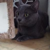 Mavi Rus, Kedi  Duman fotoğrafı