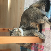 British Shorthair, Kedi  GIRGIR fotoğrafı