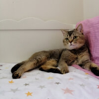 British Shorthair, Kedi  GIRGIR fotoğrafı