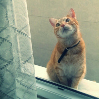 Tekir Kedi, Kedi  Tarçın fotoğrafı